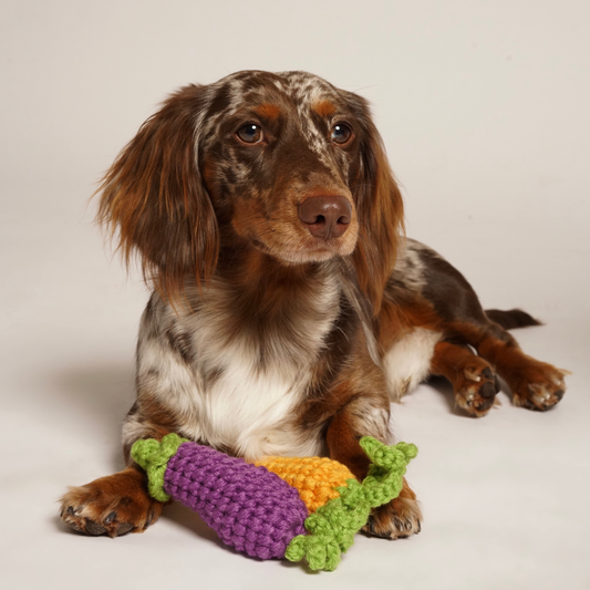 Hounds & Mischiefs Eggplant