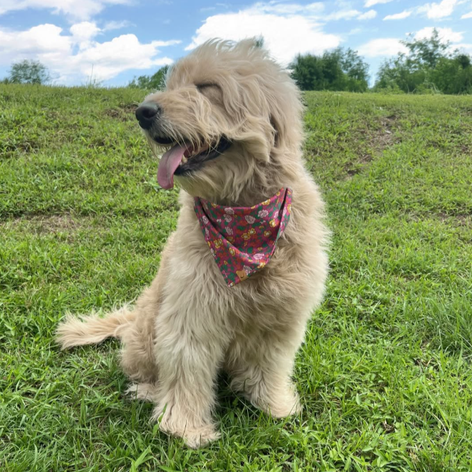 Hounds & Mischiefs Pipkin Meadow Print Dog Bandana