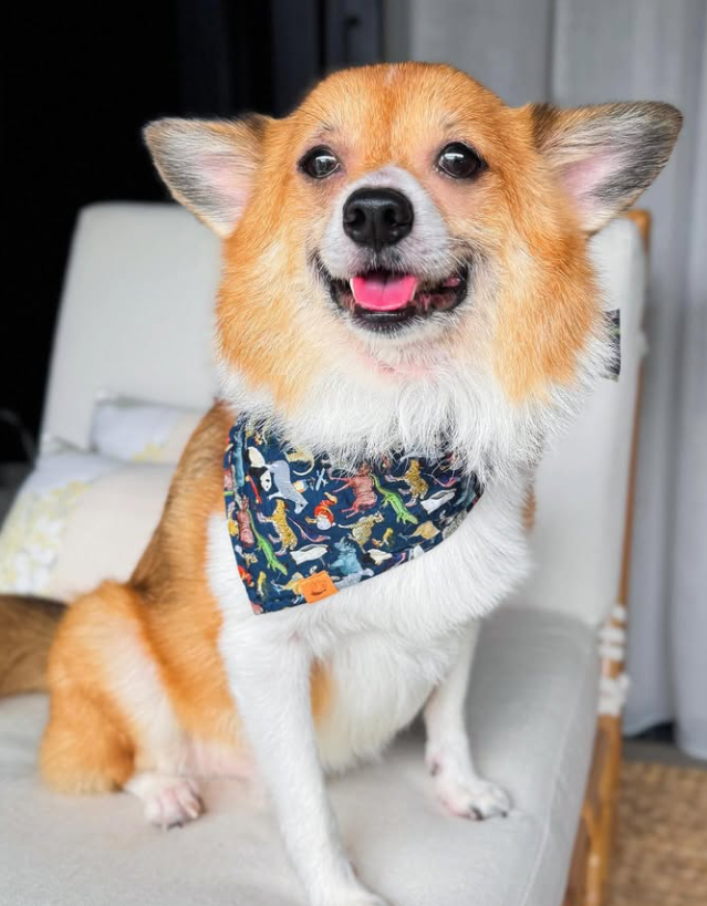  Hounds & Mischiefs Zoo Print Dog Bandana  